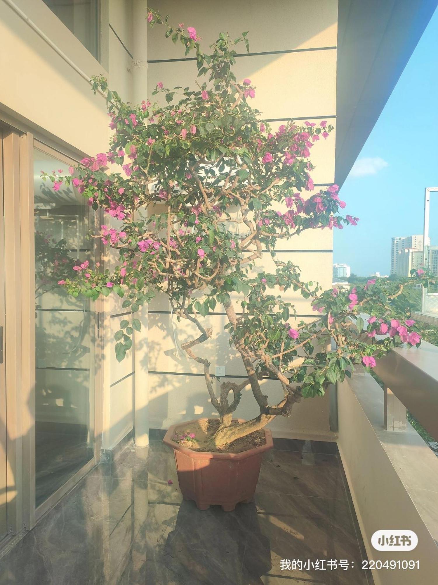 Shiguanghui Apartment Sanya Exterior foto